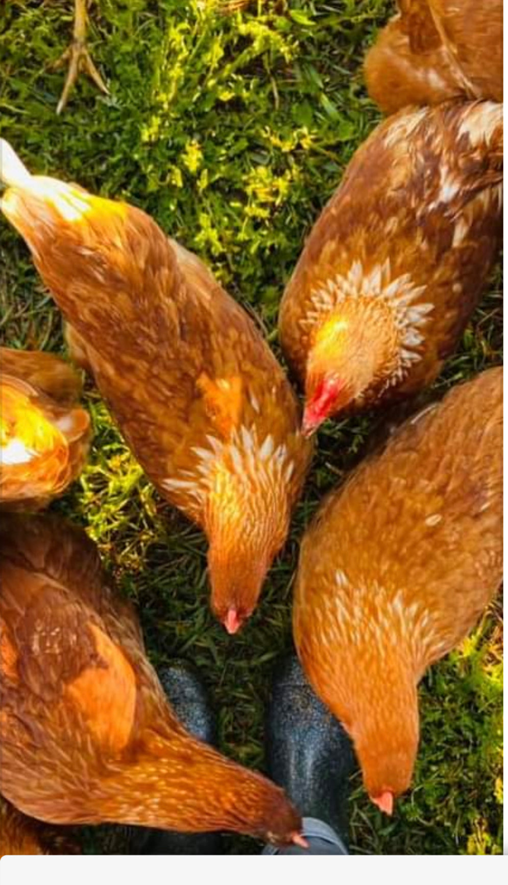 Little Farm Pastured Eggs