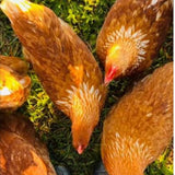 Little Farm Pastured Eggs